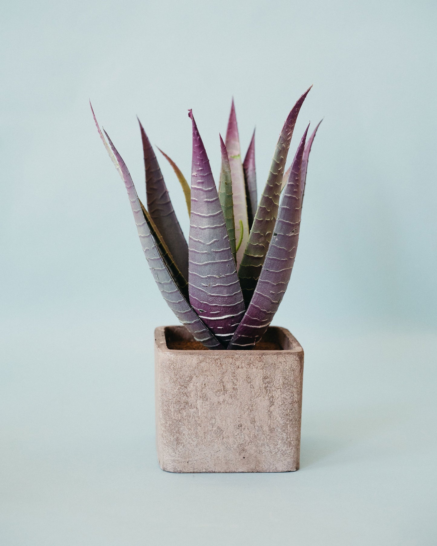 Large Succulents