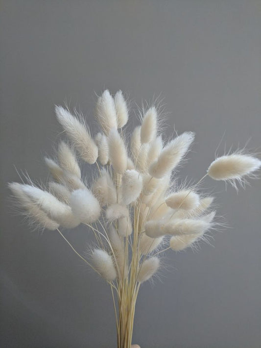 Dried Bunny Tails