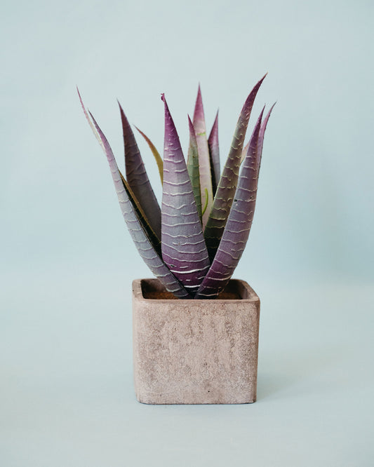 Large Succulents