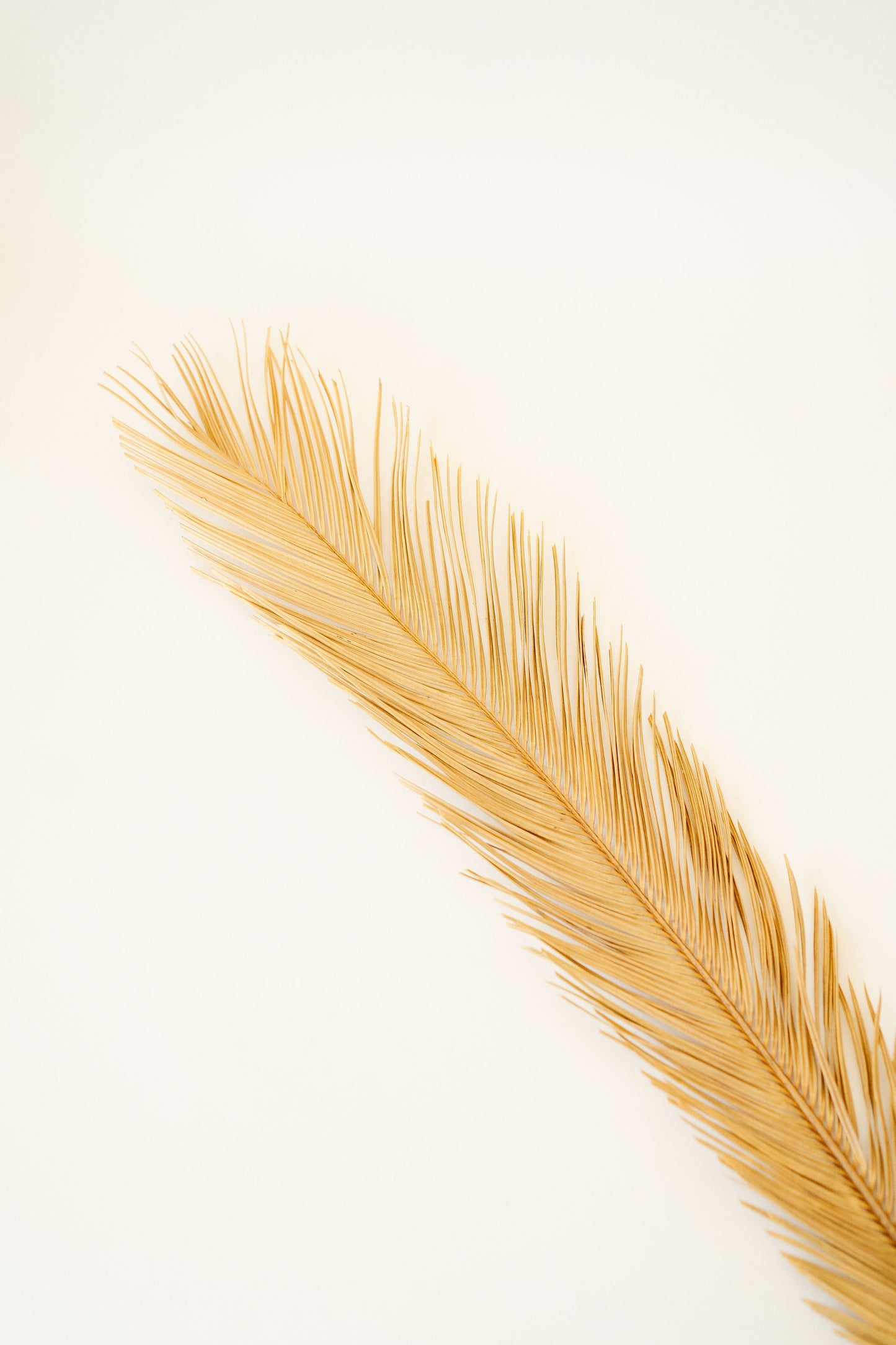 Dried Natural Palm Leaf